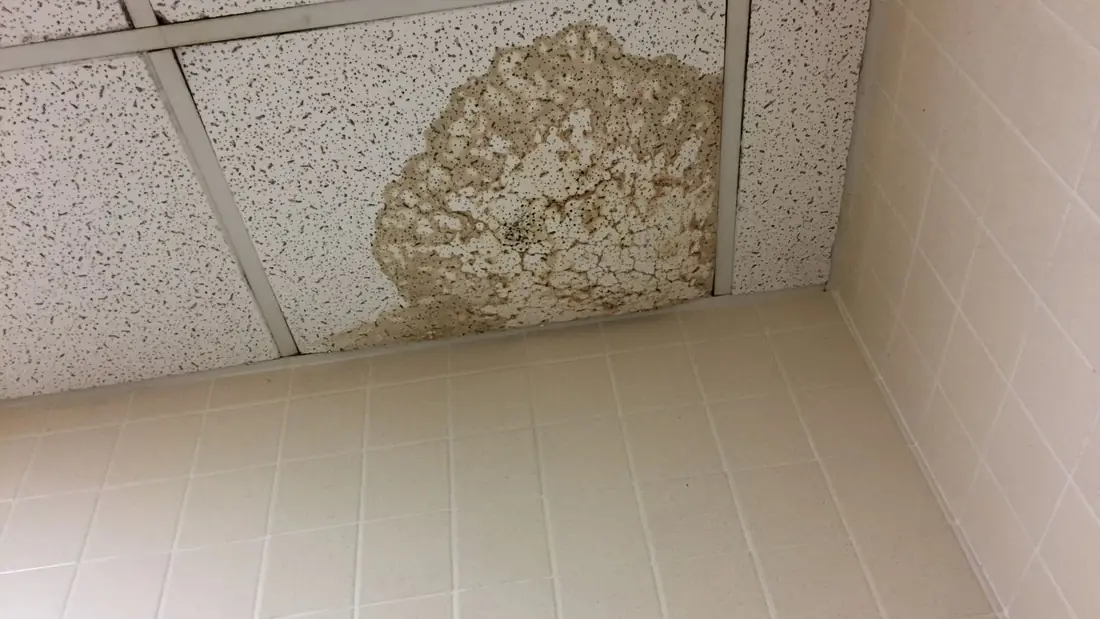 Ceiling tiles with a large brown water stain